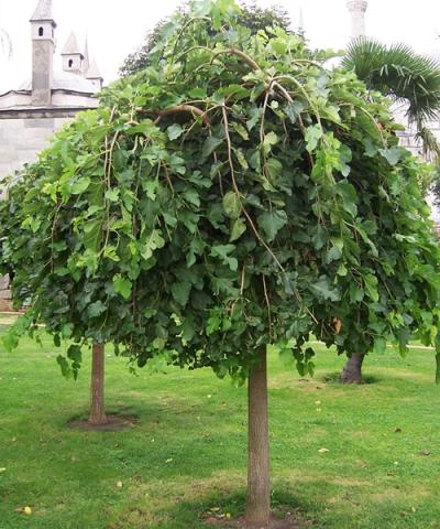 Morus alba 'Pendula' | kmen 200 Morus alba 'Pendula' | kmen 200